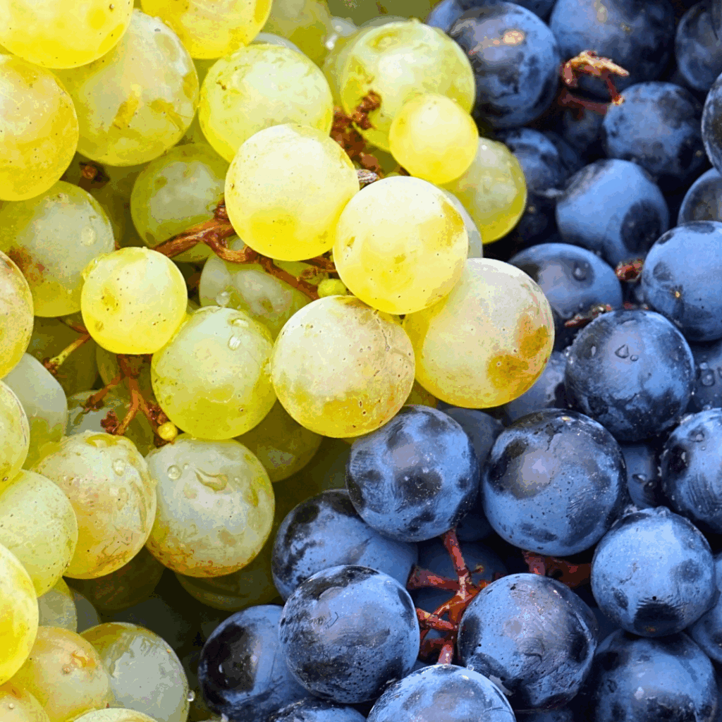 Fruit raisin