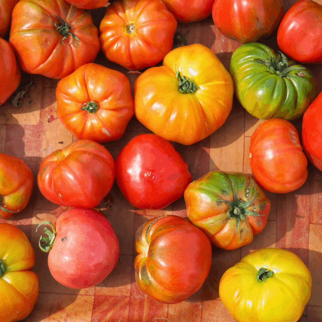 Tomate légume
