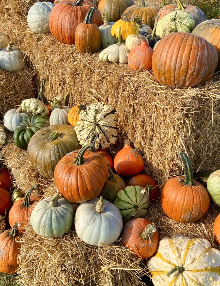 Fruits d'automne