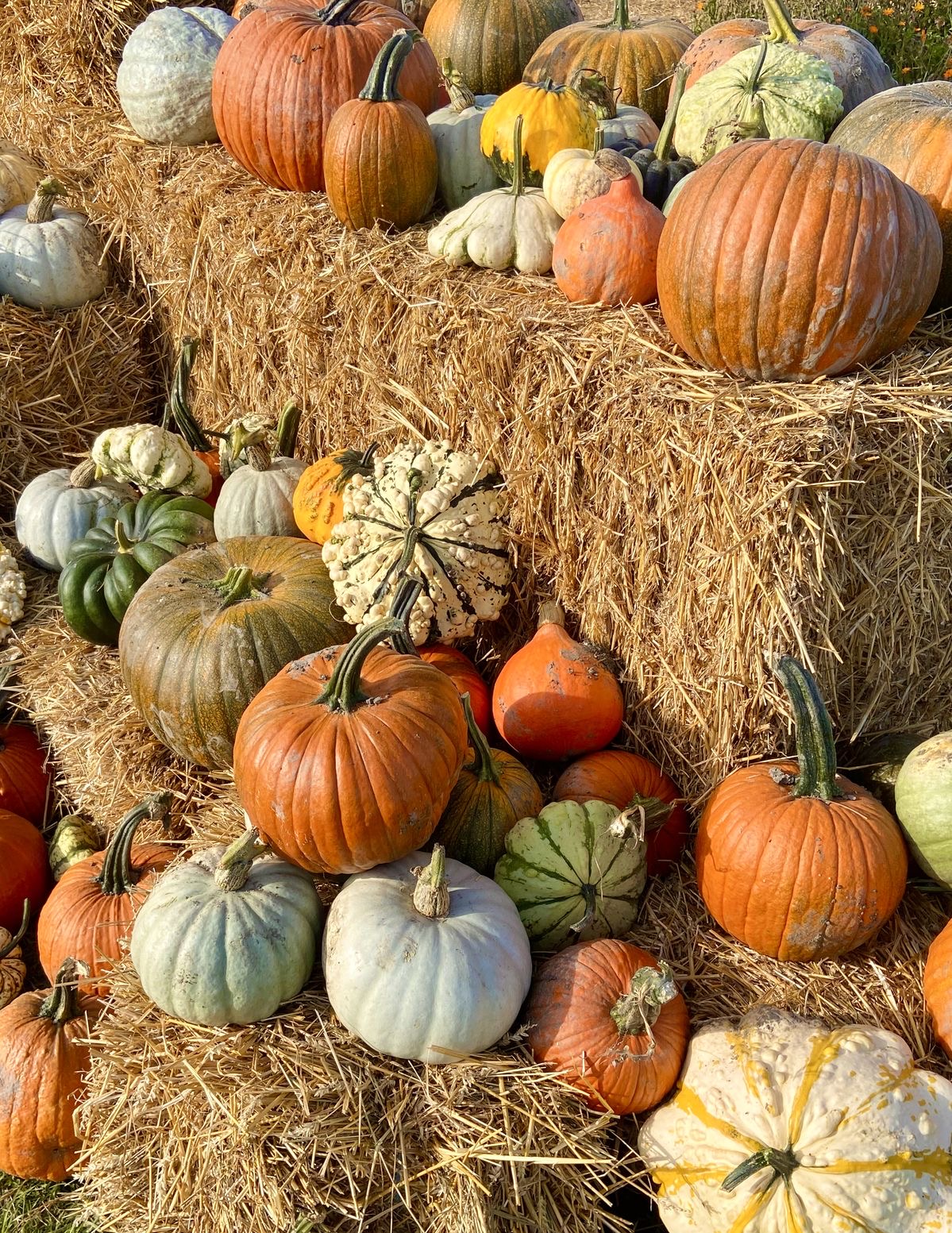 Fruits d'automne